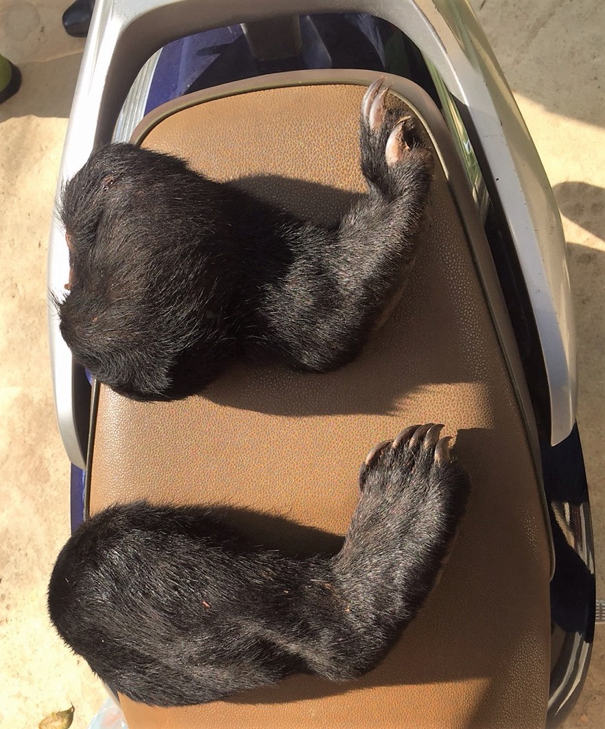 19[-]cá[-]thể[-]ĐVHD[-]quý[-]hiếm[-]được[-]cứu[-]hộ[-]trong[-]tháng[-]đầu[-]năm[-]2019